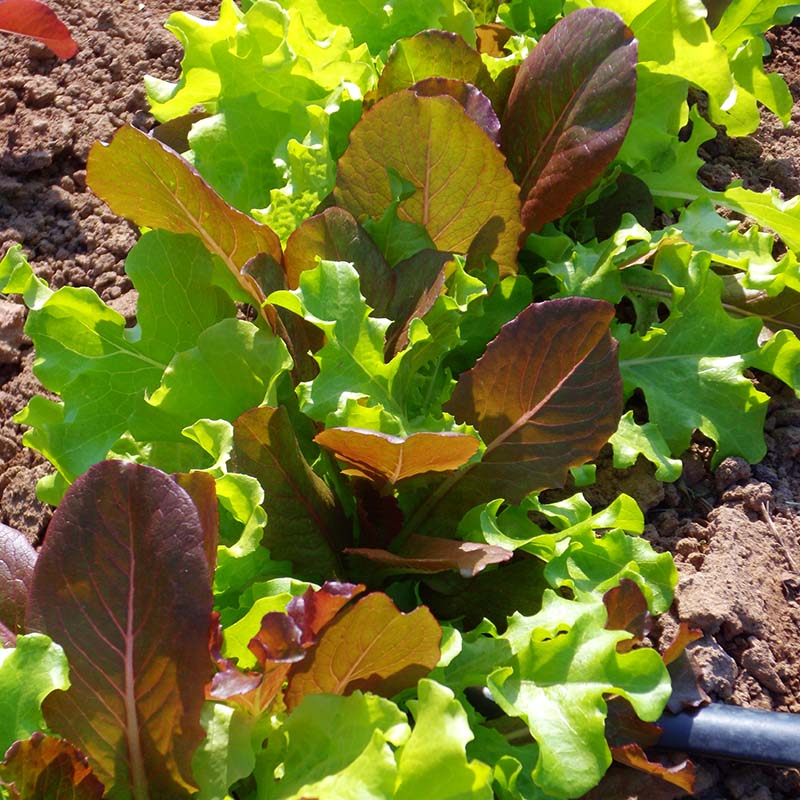 Lettuce Harris' Blend Seed