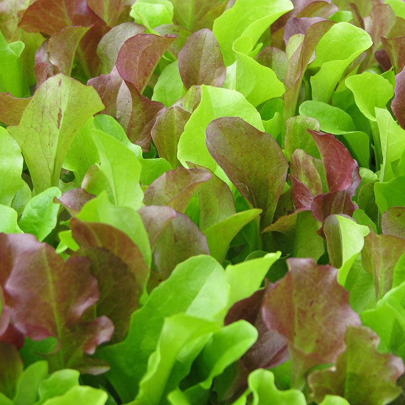 Lettuce Harris' Blend Seed