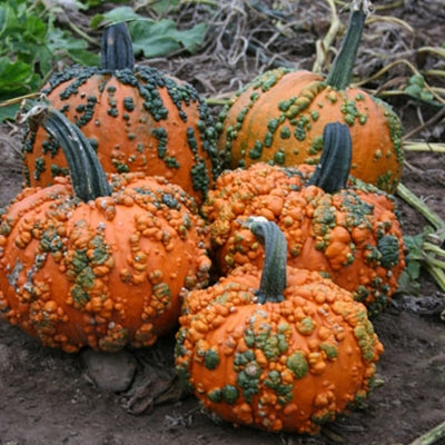 Pumpkin Warty Goblin F1 Seed