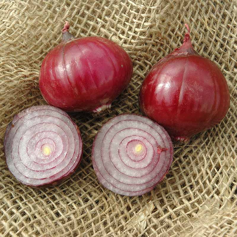 Onion Red Candy Apple F1 Live Plants – Harris Seeds