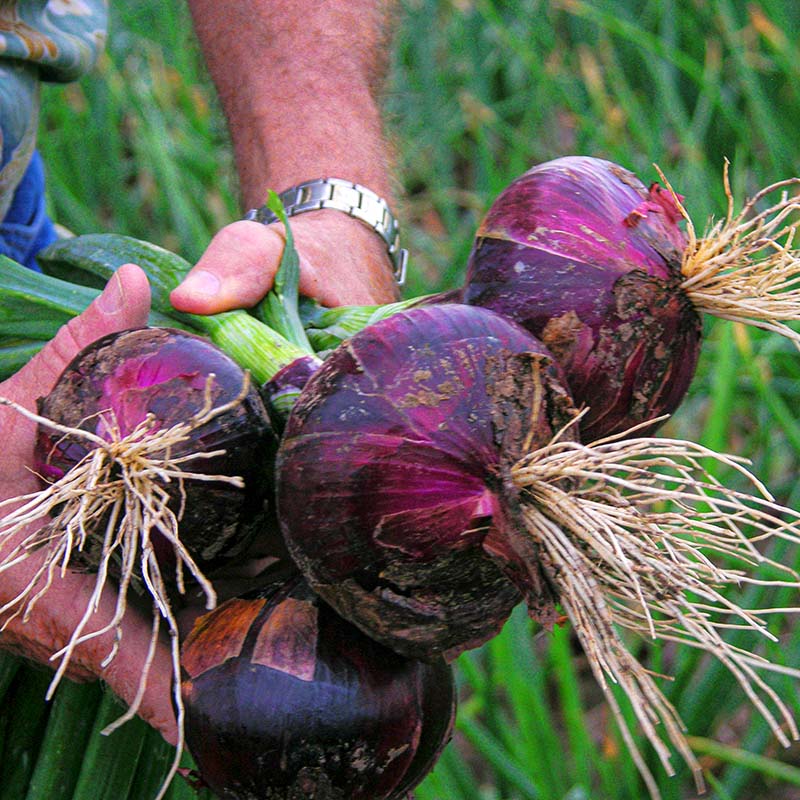 Onion Red Candy Apple F1 Live Plants – Harris Seeds