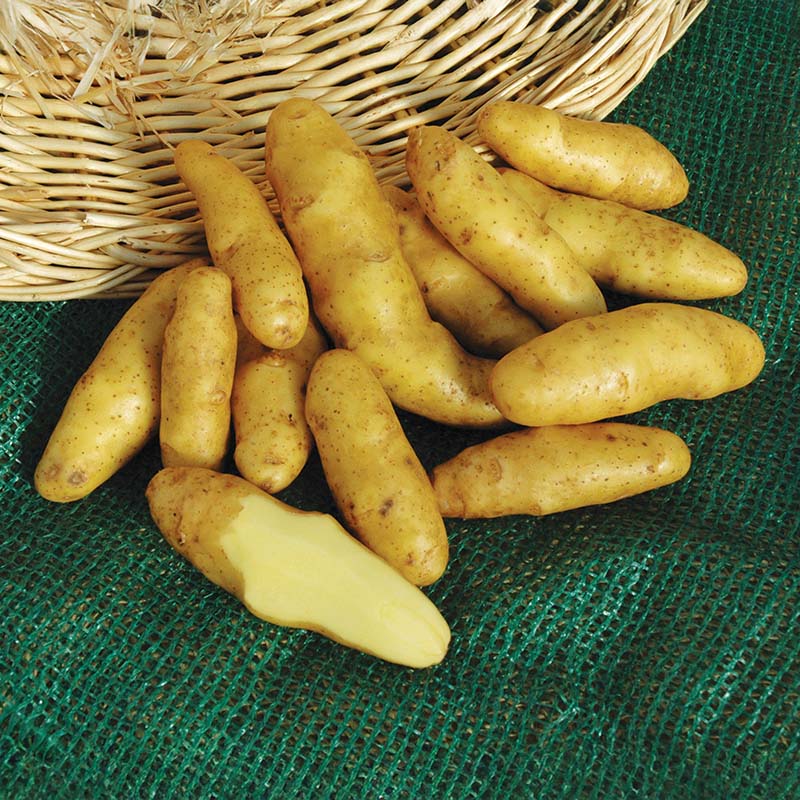 Potato Fingerling Russian Banana