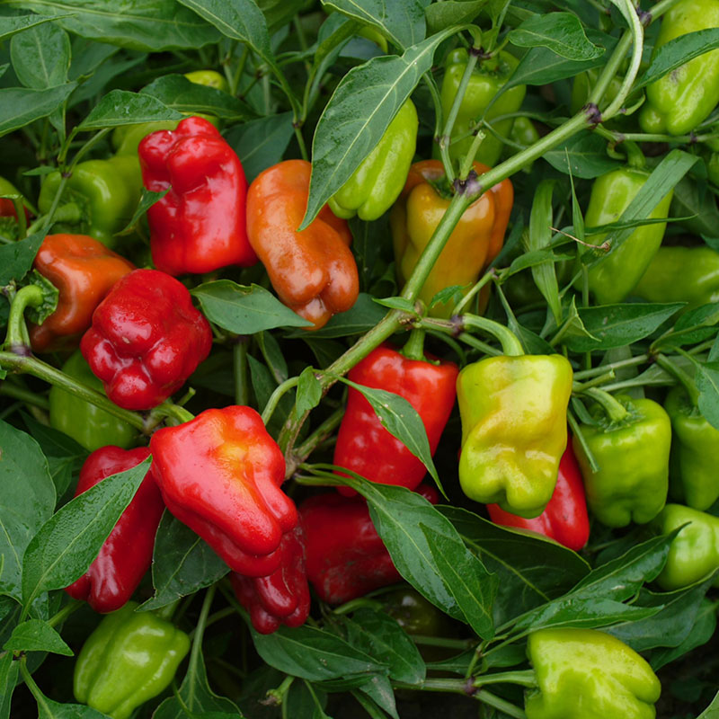 Pepper Cajun Belle F1 Seed