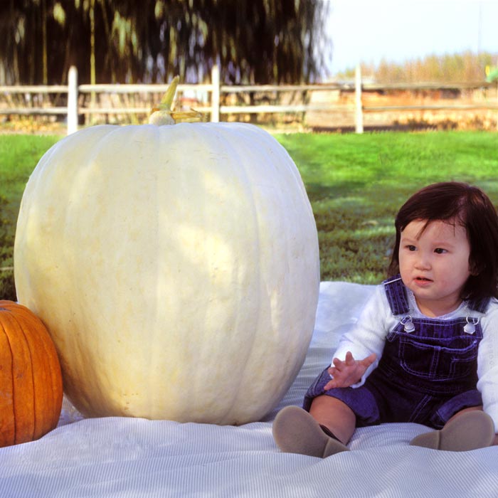 Pumpkin Full Moon Seed