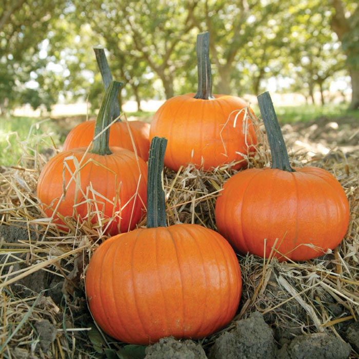 Pumpkin Field Trip F1 Seed