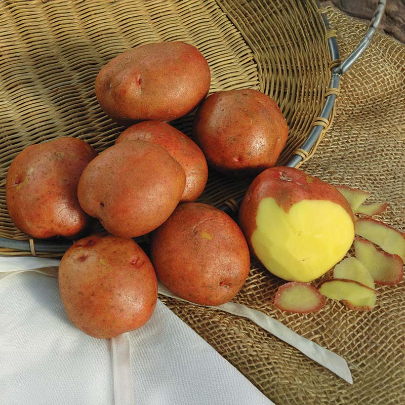 Potato Red Gold