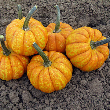 Pumpkin Crunchkin F1 Seed