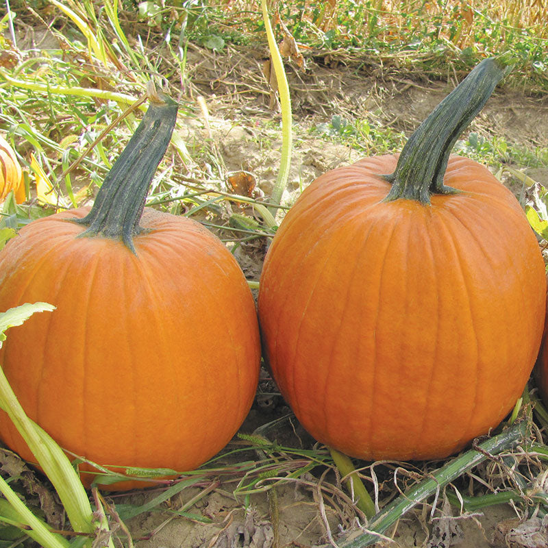 Pumpkin Apollo F1 Seed