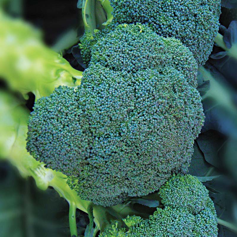 Broccoli Asteroid F1 Seed