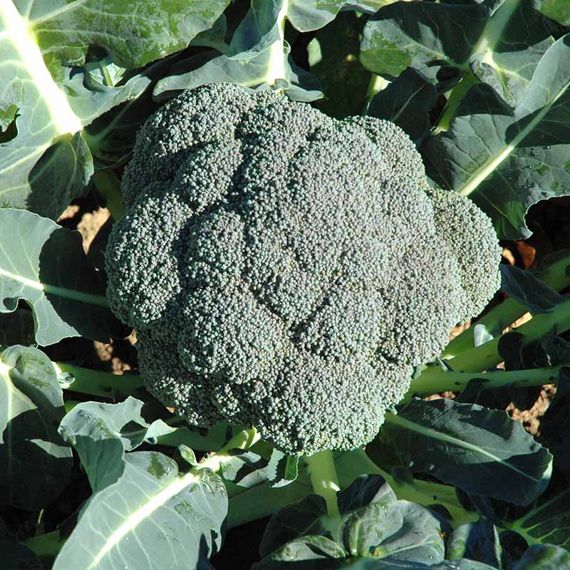 Broccoli Asteroid F1 Seed