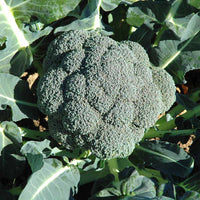 Broccoli Asteroid F1 Seed