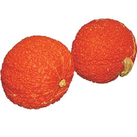 Squash Red Warty Thing Seed