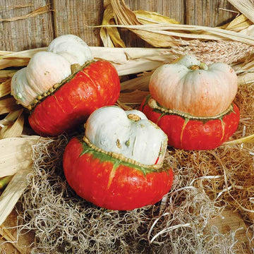 Gourd Mini Red Turban Seed