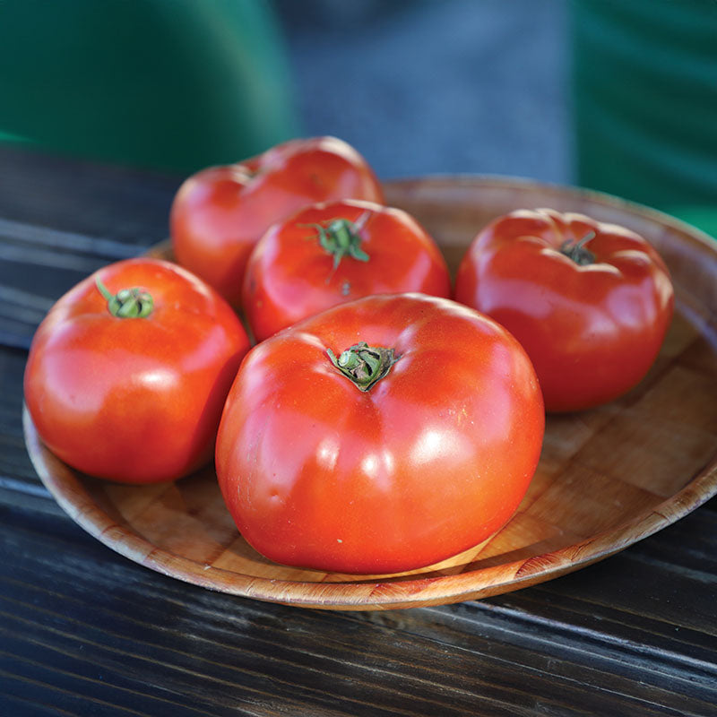 Tomato Primo Red F1 Live Plants