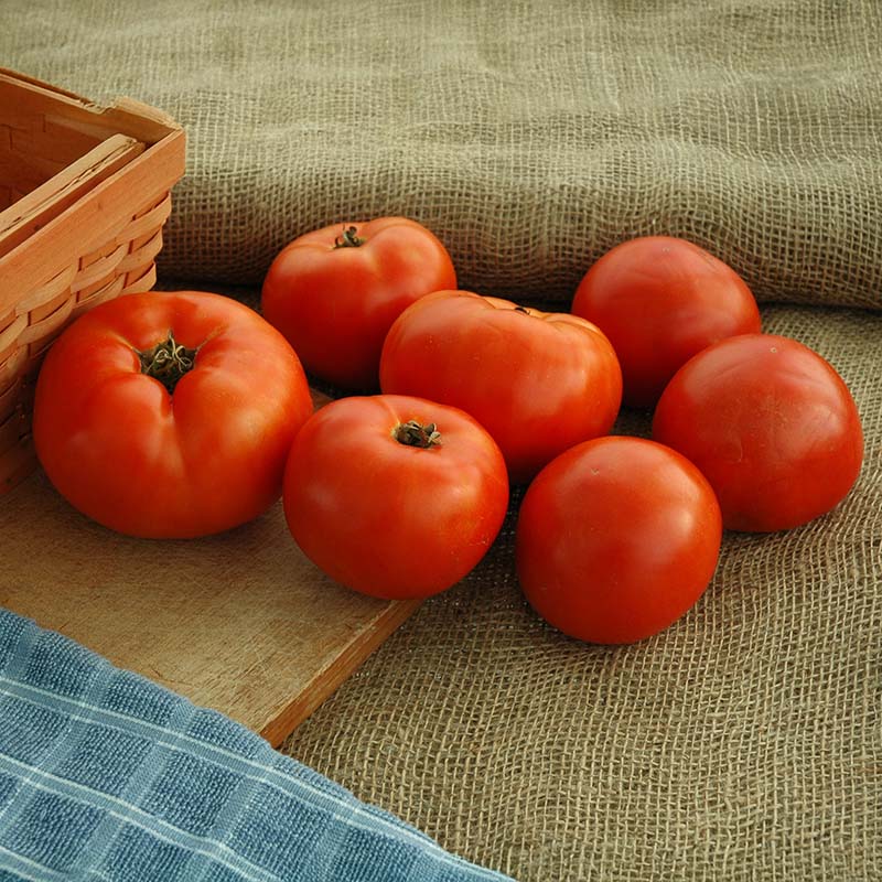 Tomato Primo Red F1 Live Plants