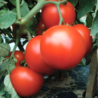 Tomato Primo Red F1 Live Plants