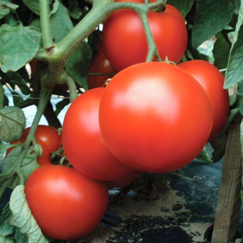 Tomato Primo Red F1 Live Plants