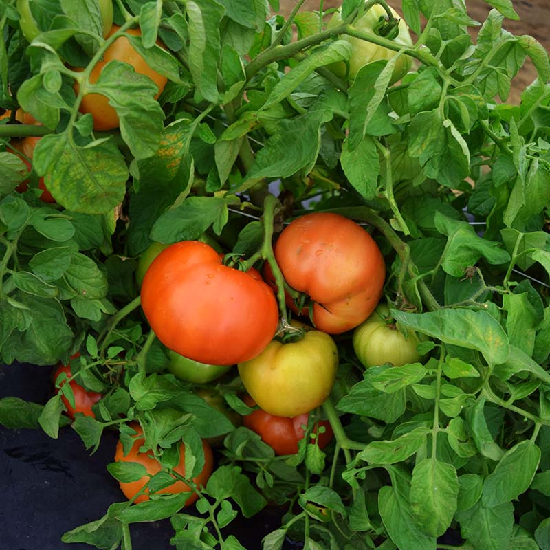 Tomato Primo Red F1 Live Plants