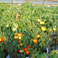 Tomato Primo Red F1 Live Plants