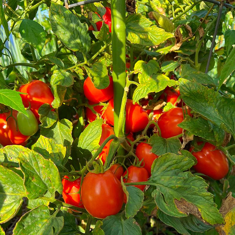 Tomato Pony Express F1 Live Plants