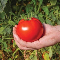 Tomato Red Defender F1 Seed