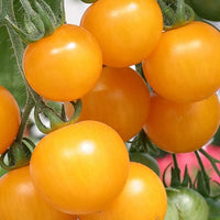 Tomato Tumbling Tom Yellow F1 Seed