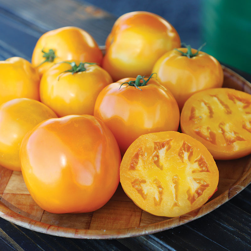 Tomato Carolina Gold F1 Seed