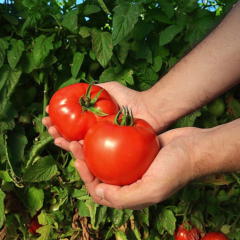 Tomato Red Deuce F1 Live Plants