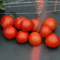 Tomato Red Deuce F1 Live Plants