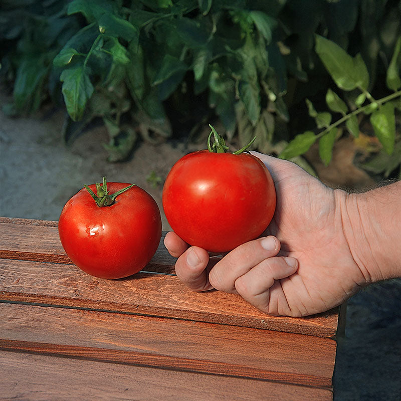 Tomato Red Bounty F1 Live Plants