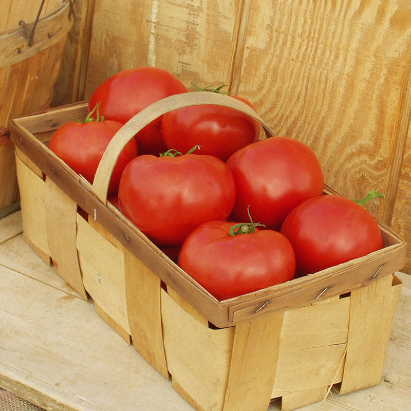 Tomato Red Bounty F1 Live Plants