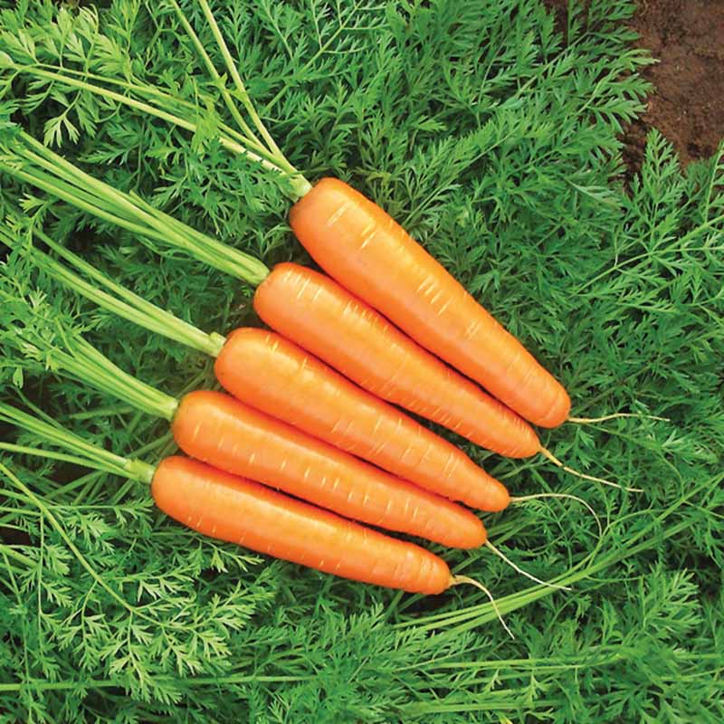 Carrot Goldfinger F1 Seed