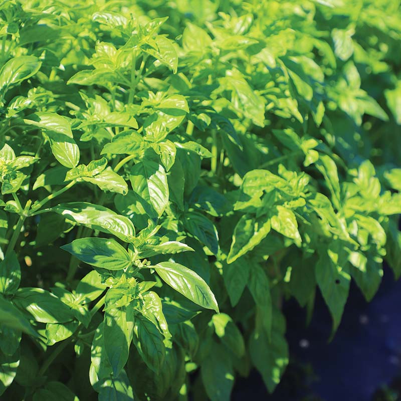 Basil Italian Large Leaf Seed