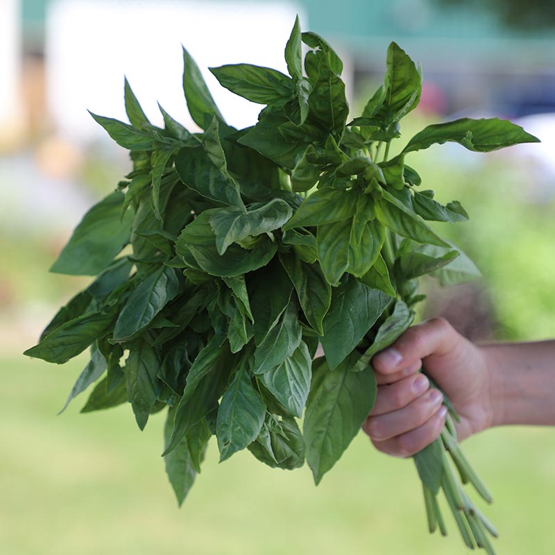 Basil Italian Large Leaf Seed