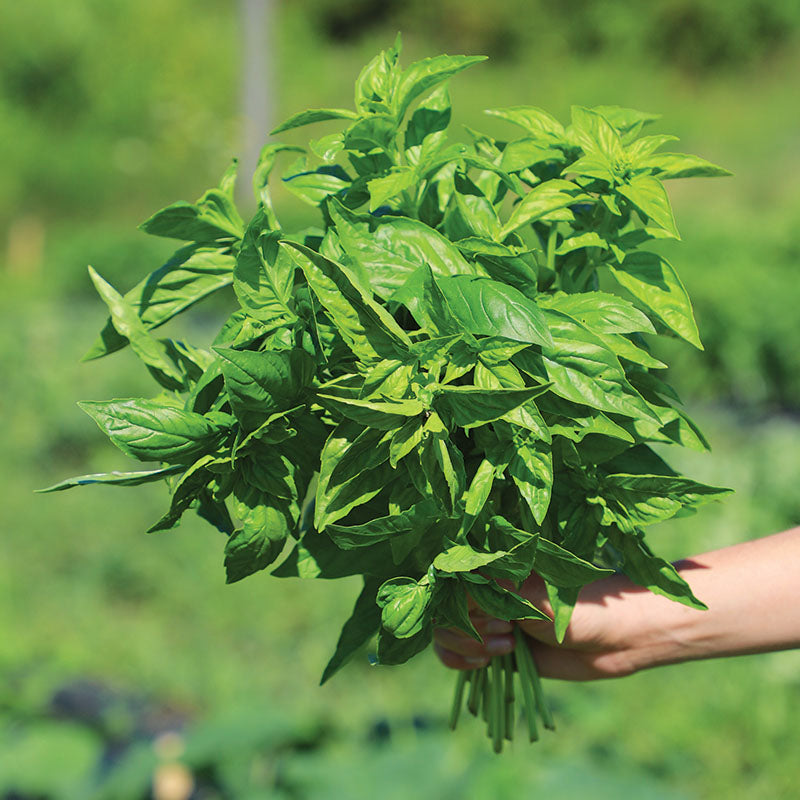 Basil Italian Large Leaf Seed