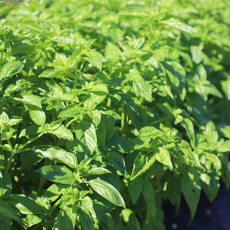 Basil Italian Large Leaf Seed