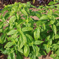 Basil Italian Large Leaf Seed