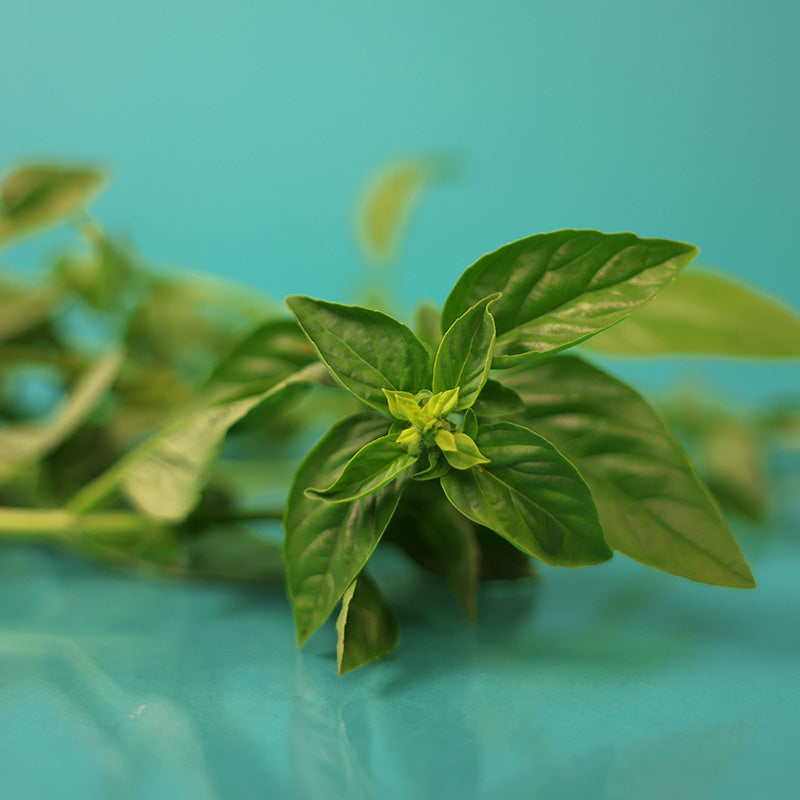 Basil Italian Large Leaf Seed