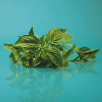 Basil Italian Large Leaf Seed