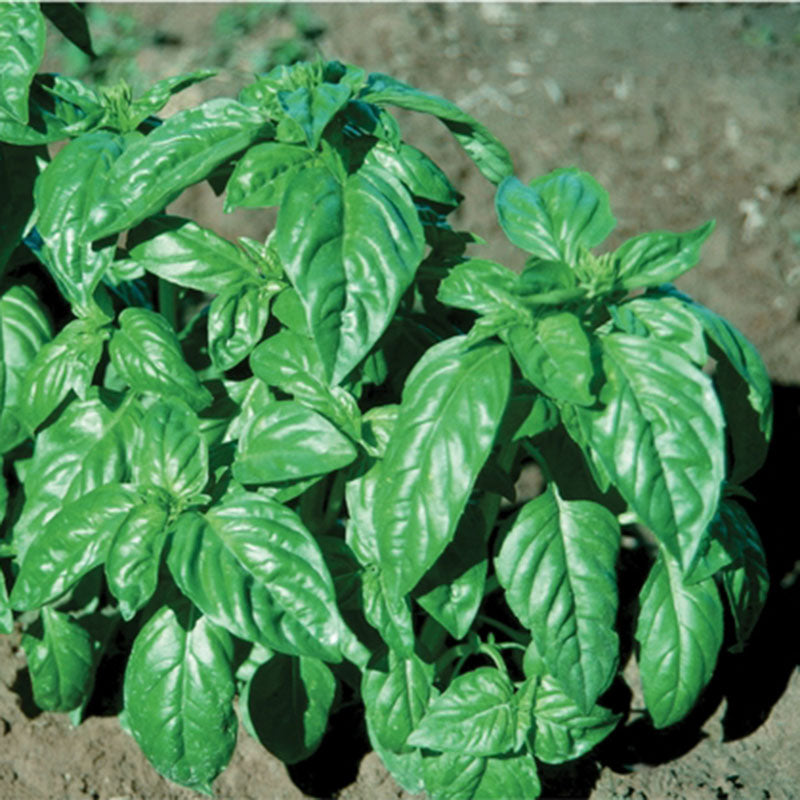 Basil Italian Large Leaf Seed