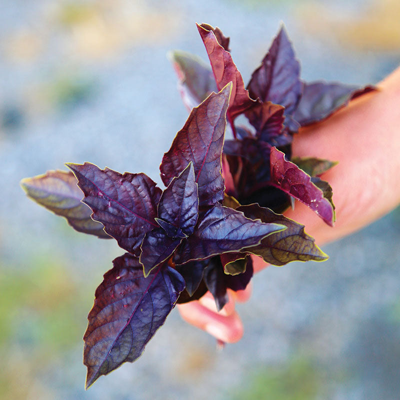 Basil Red Ruby Seed