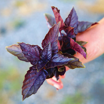 Basil Red Ruby Seed