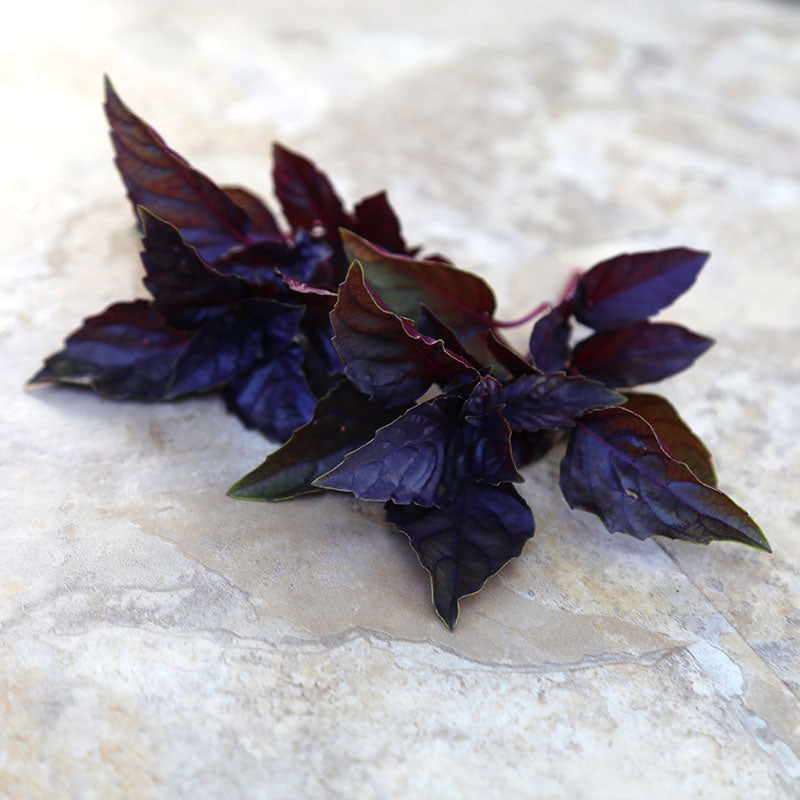 Basil Red Ruby Seed