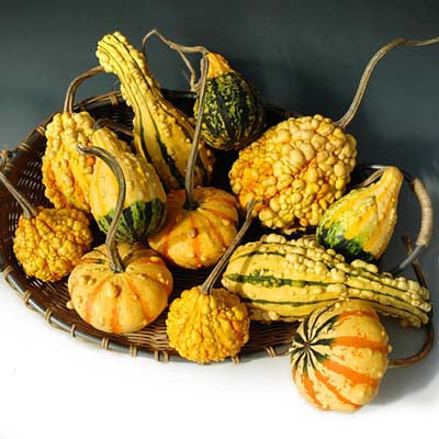 Gourd Fancy Warted Mix Seed