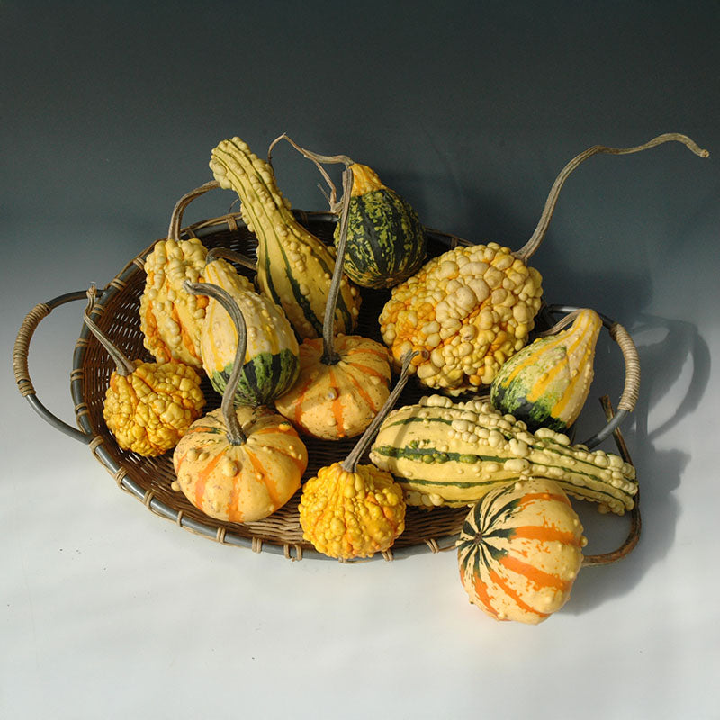 Gourd Fancy Warted Mix Seed