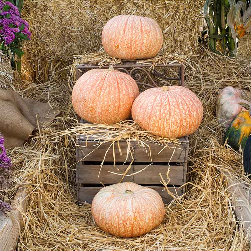 Pumpkin One Too Many Seed
