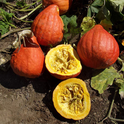 Squash Red October F1 Seed