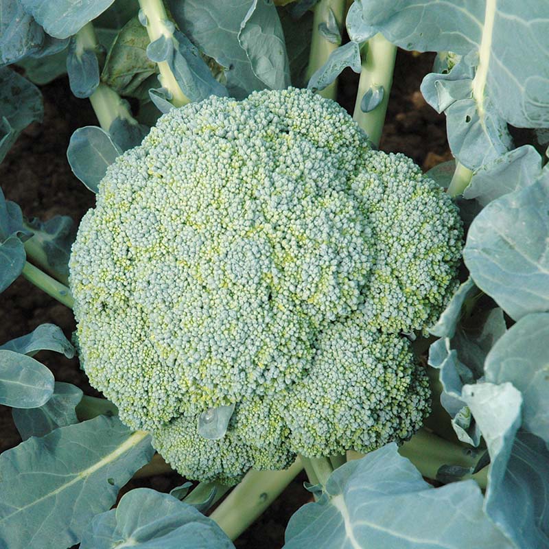 Broccoli Emerald Crown F1 Seed