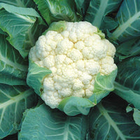 Cauliflower Aquarius F1 Seed