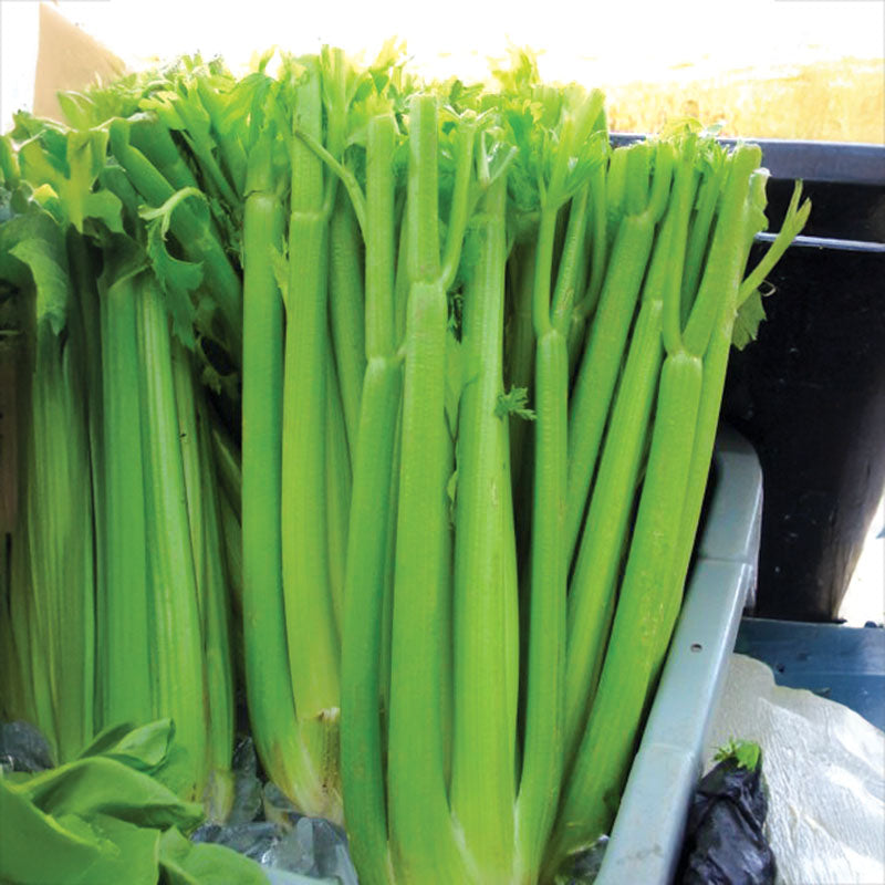 Celery Tall Utah 52/70R Improved Seed